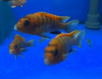 Labidochromis spec. Hongi "Sweden red" 4-5 cm