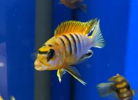Labidochromis spec. Hongi "Sweden red" 4-5 cm