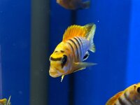 Labidochromis spec. Hongi "Sweden red" 4-5 cm