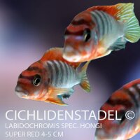 Labidochromis spec. Hongi "Sweden red" 4-5 cm