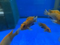 Labidochromis spec. Hongi "Sweden red" 4-5 cm