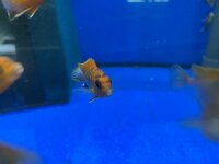 Labidochromis spec. Hongi "Sweden red" 4-5 cm