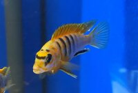 Labidochromis spec. Hongi "Sweden red" 4-5 cm