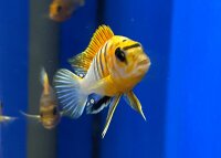 Labidochromis spec. Hongi "Sweden red" 4-5 cm