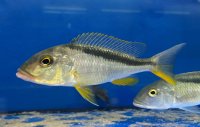 Buccochromis rhoadesi yellow 9-11 cm