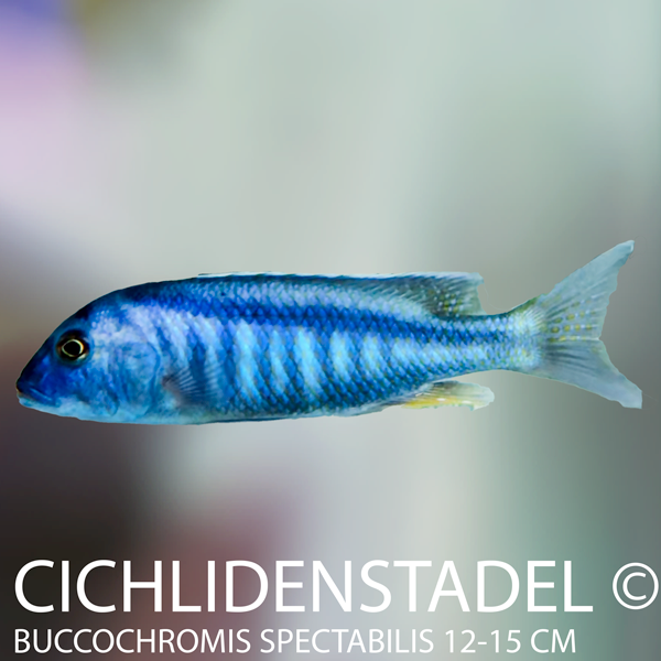 Buccochromis spectabilis 12-15 cm