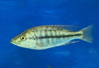 Dimidiochromis strigatus 17-19 cm