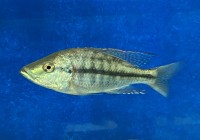 Dimidiochromis strigatus 17-19 cm