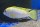 Labidochromis spec. Perlmutt 3-4 cm