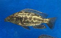 Nimbochromis linni 14-18 cm