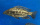 Nimbochromis linni 16-19 cm