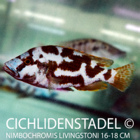 Nimbochromis livingstoni 10-14 cm