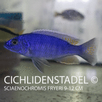 Sciaenochromis fryeri Ahli 10-12 cm