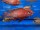 Aulonocara spec. Fire Fish 5-6 cm