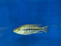 Dimidiochromis strigatus 11-13 cm