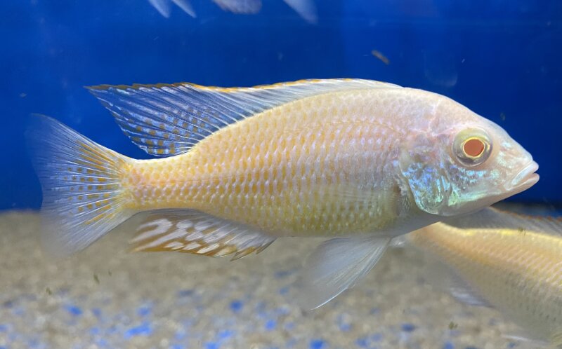 Lethrinops lethrinus Albino 7-9 cm