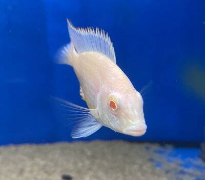 Lethrinops lethrinus Albino 7-9 cm