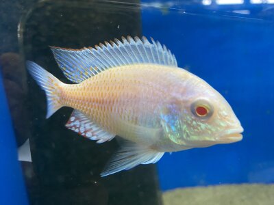 Lethrinops lethrinus Albino 7-9 cm