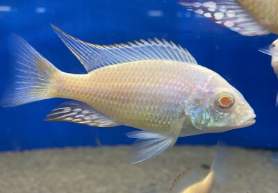 Lethrinops lethrinus Albino 7-9 cm
