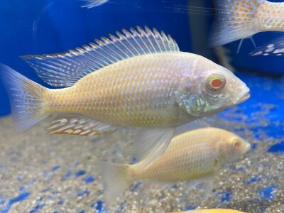 Lethrinops lethrinus Albino 7-9 cm