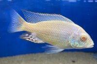 Lethrinops lethrinus Albino 7-9 cm
