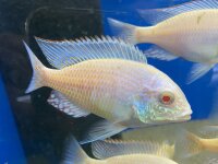 Lethrinops lethrinus Albino 7-9 cm