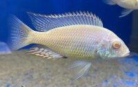 Lethrinops lethrinus Albino 7-9 cm