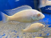 Lethrinops lethrinus Albino 7-9 cm