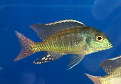 Lethrinops marginatus red fin 6-10 cm