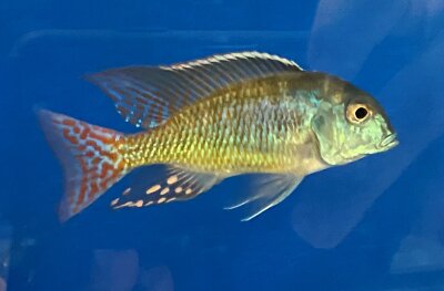 Lethrinops marginatus red fin 6-10 cm