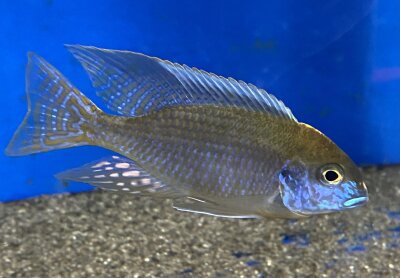Lethrinops microstoma gold Nkatha Bay 7-10 cm