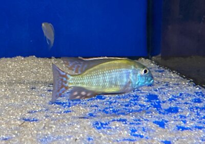 Lethrinops albus Kande Island 4-5 cm