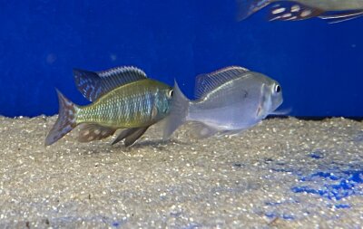 Lethrinops albus Kande Island 4-5 cm