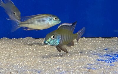 Lethrinops albus Kande Island 4-5 cm