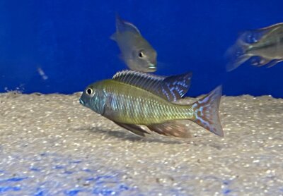 Lethrinops albus Kande Island 4-5 cm