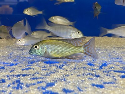 Lethrinops albus Kande Island 4-5 cm