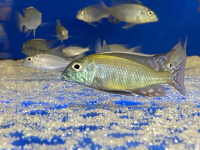 Lethrinops albus Kande Island 4-5 cm