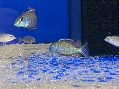 Lethrinops albus Kande Island 4-5 cm
