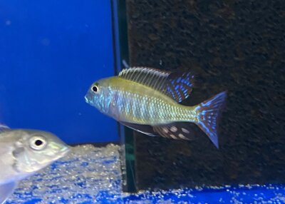 Lethrinops albus Kande Island 4-5 cm