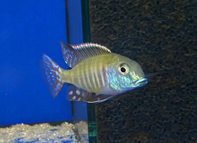 Lethrinops albus Kande Island 4-5 cm