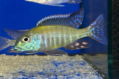 Lethrinops albus Kande Island 4-5 cm