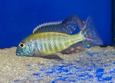 Lethrinops albus Kande Island 4-5 cm
