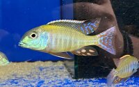 Lethrinops albus Kande Island 4-5 cm