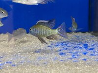 Lethrinops albus Kande Island 4-5 cm