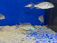 Lethrinops albus Kande Island 4-5 cm