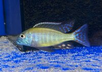 Lethrinops albus Kande Island 4-5 cm
