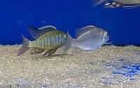 Lethrinops albus Kande Island 4-5 cm