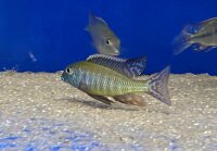 Lethrinops albus Kande Island 4-5 cm