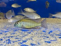 Lethrinops albus Kande Island 4-5 cm