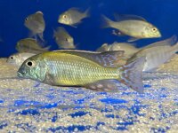 Lethrinops albus Kande Island 4-5 cm